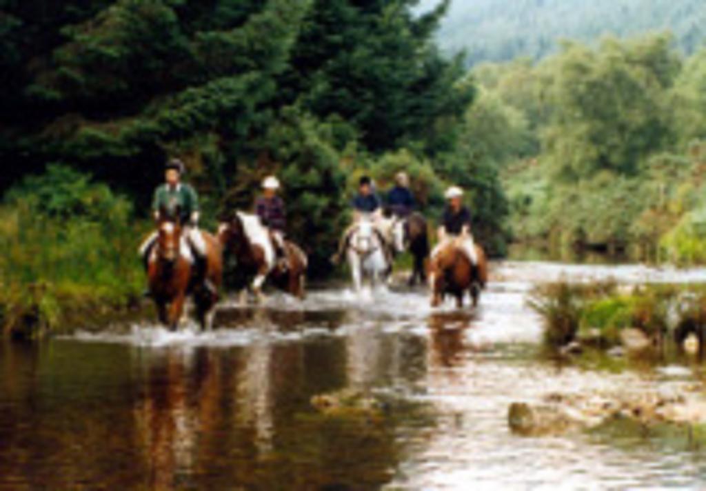 River Lodge Accomodation Wicklow Exterior foto